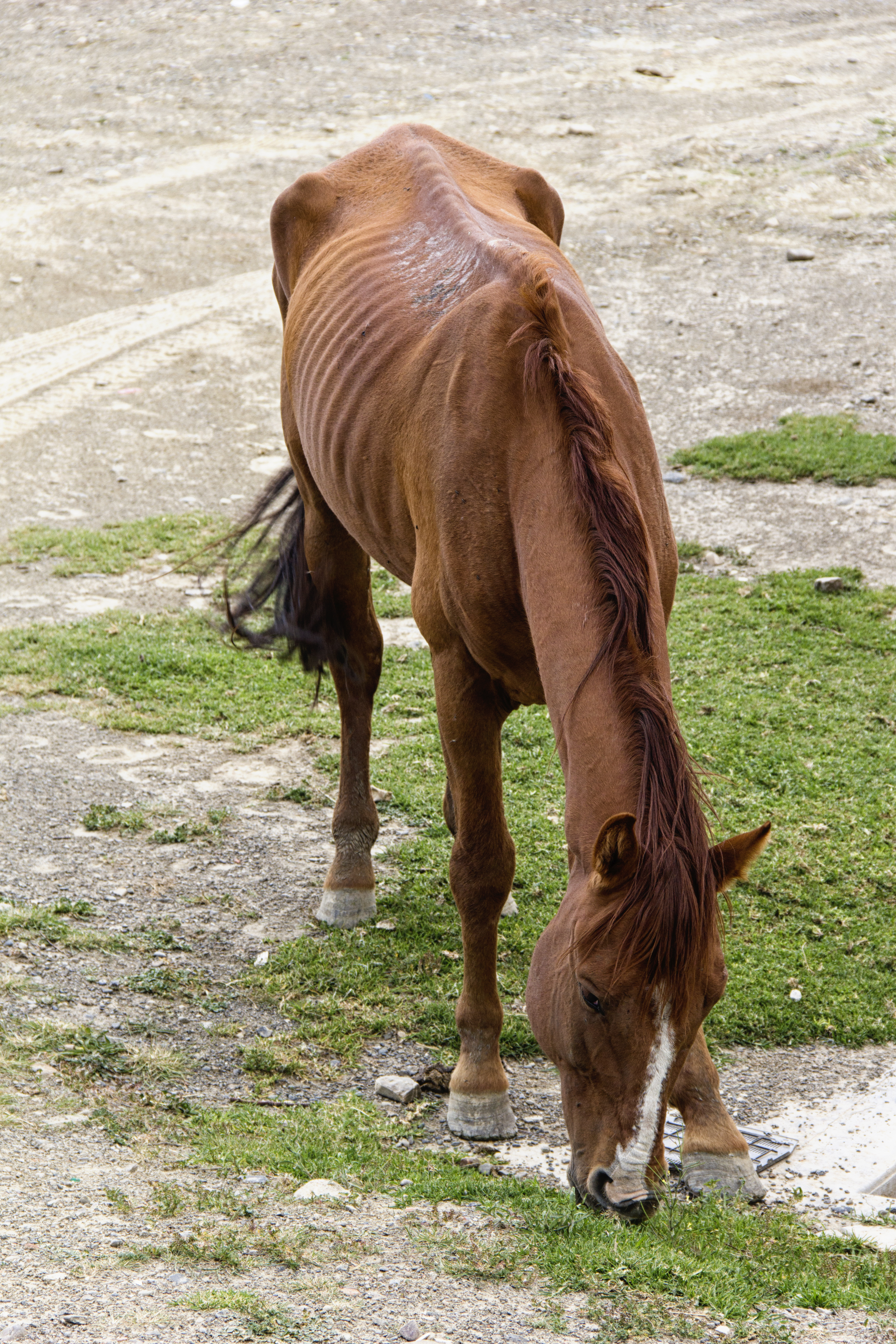 A brown horse with swayback