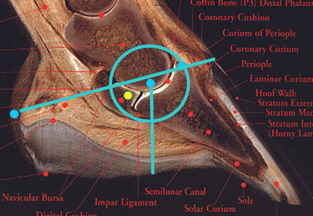 An image of the inside of a horse hoof