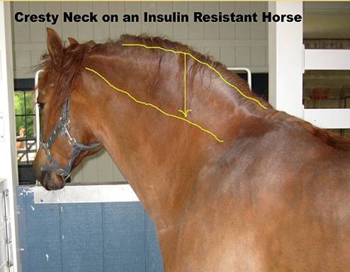 a horse with cresty neck