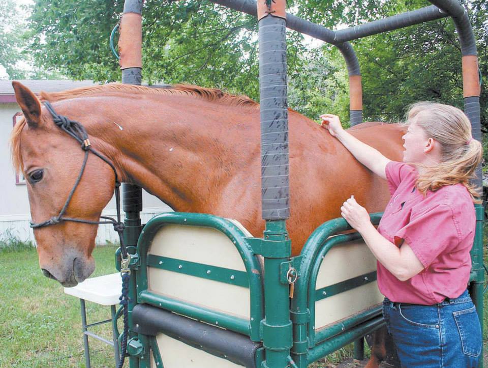 Dr Roster performing acupuncture on a horse