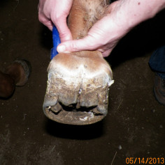 a horses foot that has thrush