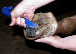 a horses foot that has thrush