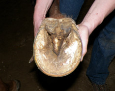 a horses foot that has thrush