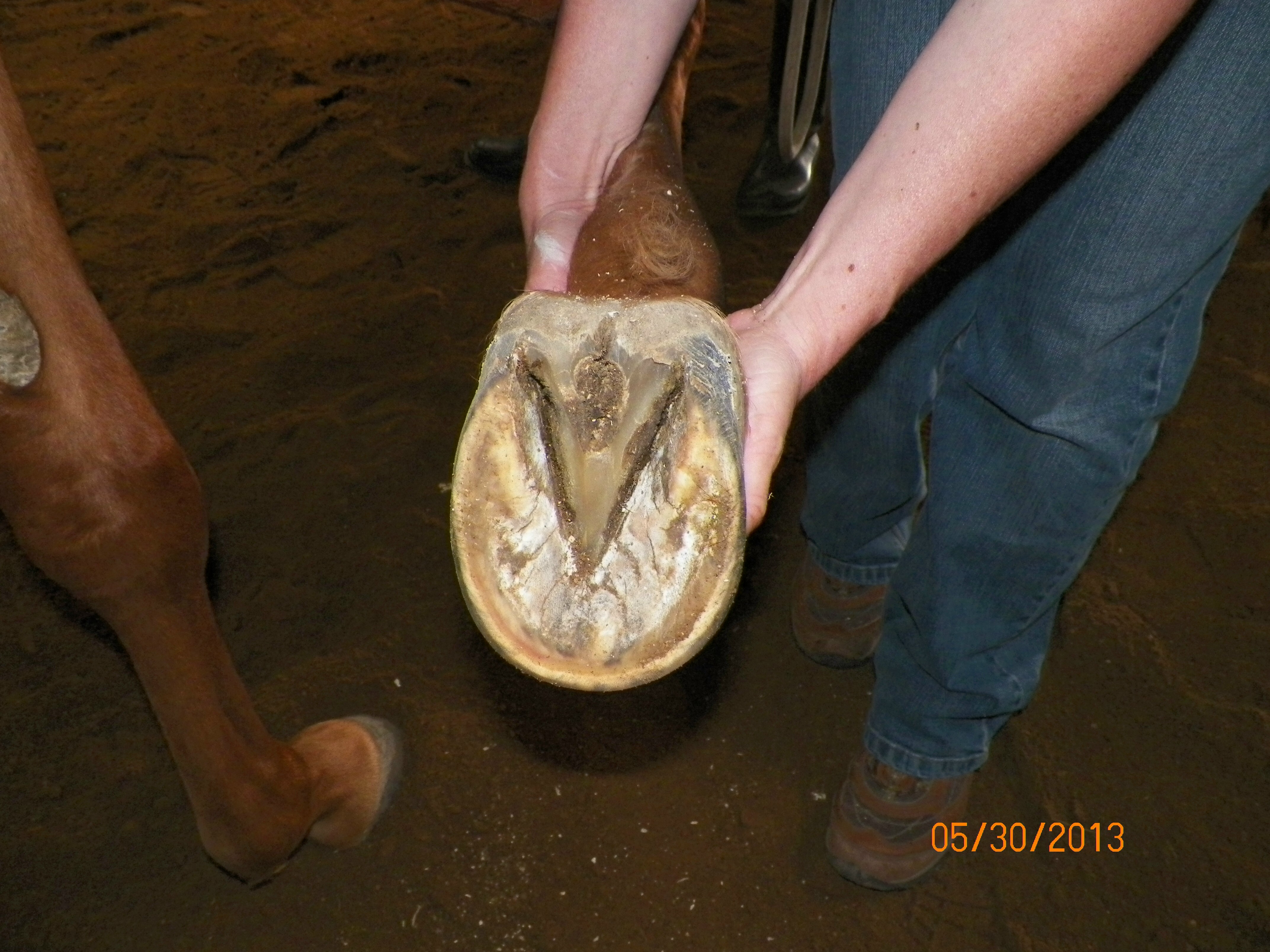 a horses foot that has thrush