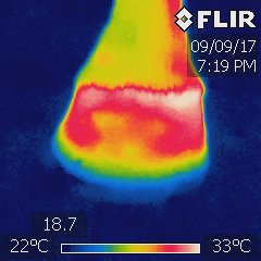 A thermography of a horse hoof