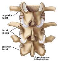 A medical diagram of a spine